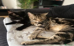 Domestic Shorthair cats for sale: Inseparable Duo need loving home - Image 1