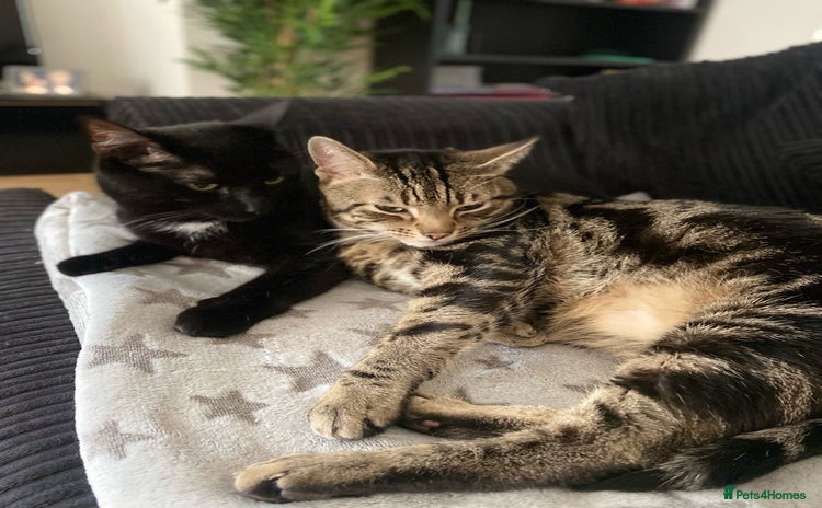 Domestic Shorthair cats - Advert 1