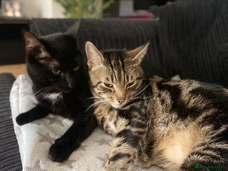 Domestic Shorthair cats - Advert 15