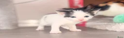 Mixed Breed cats for sale: 3 x Kittens for Sale  - Advert 19
