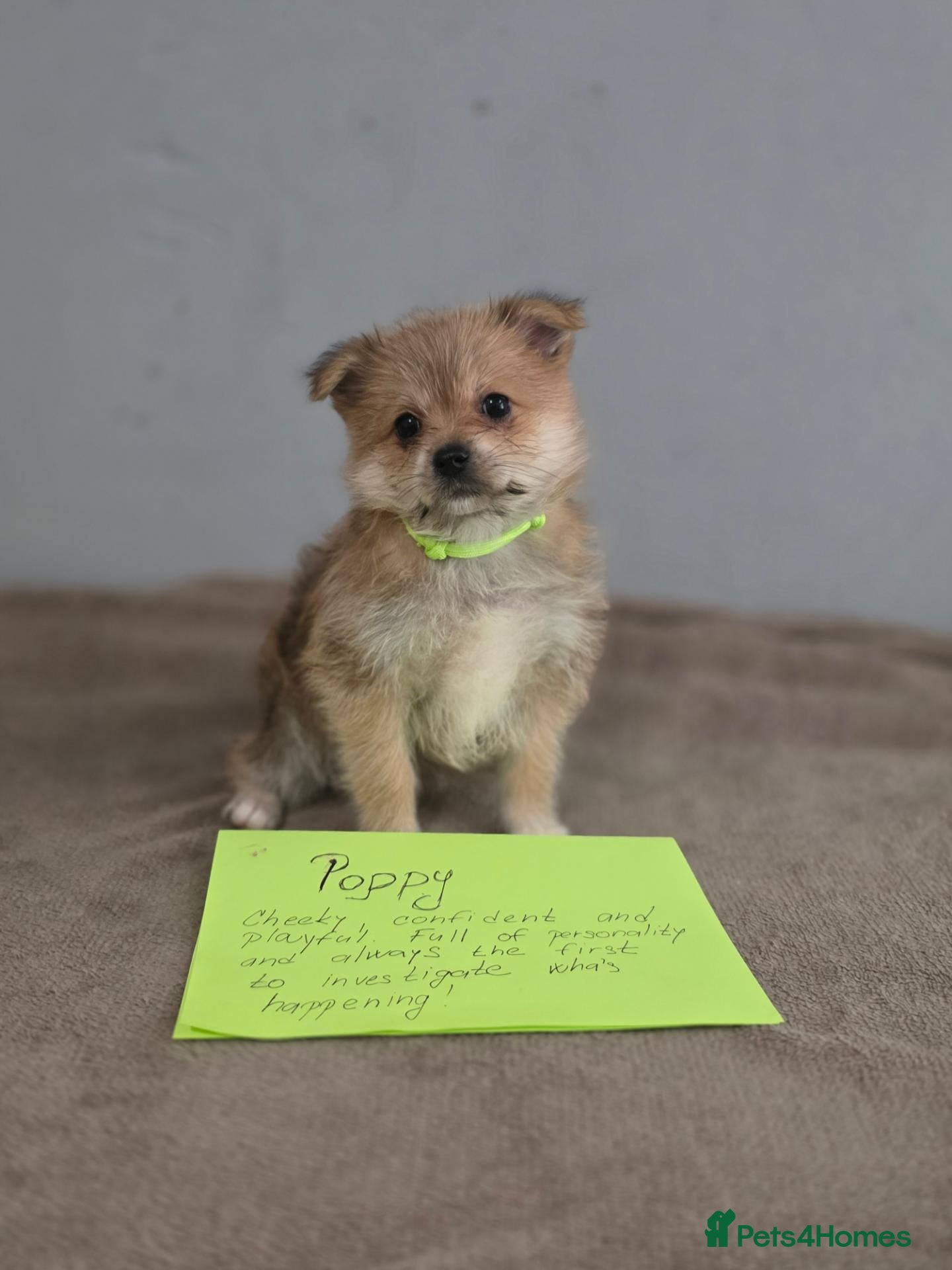 Mixed Breed dogs Yorkie/pomeranian  puppies - Advert 2