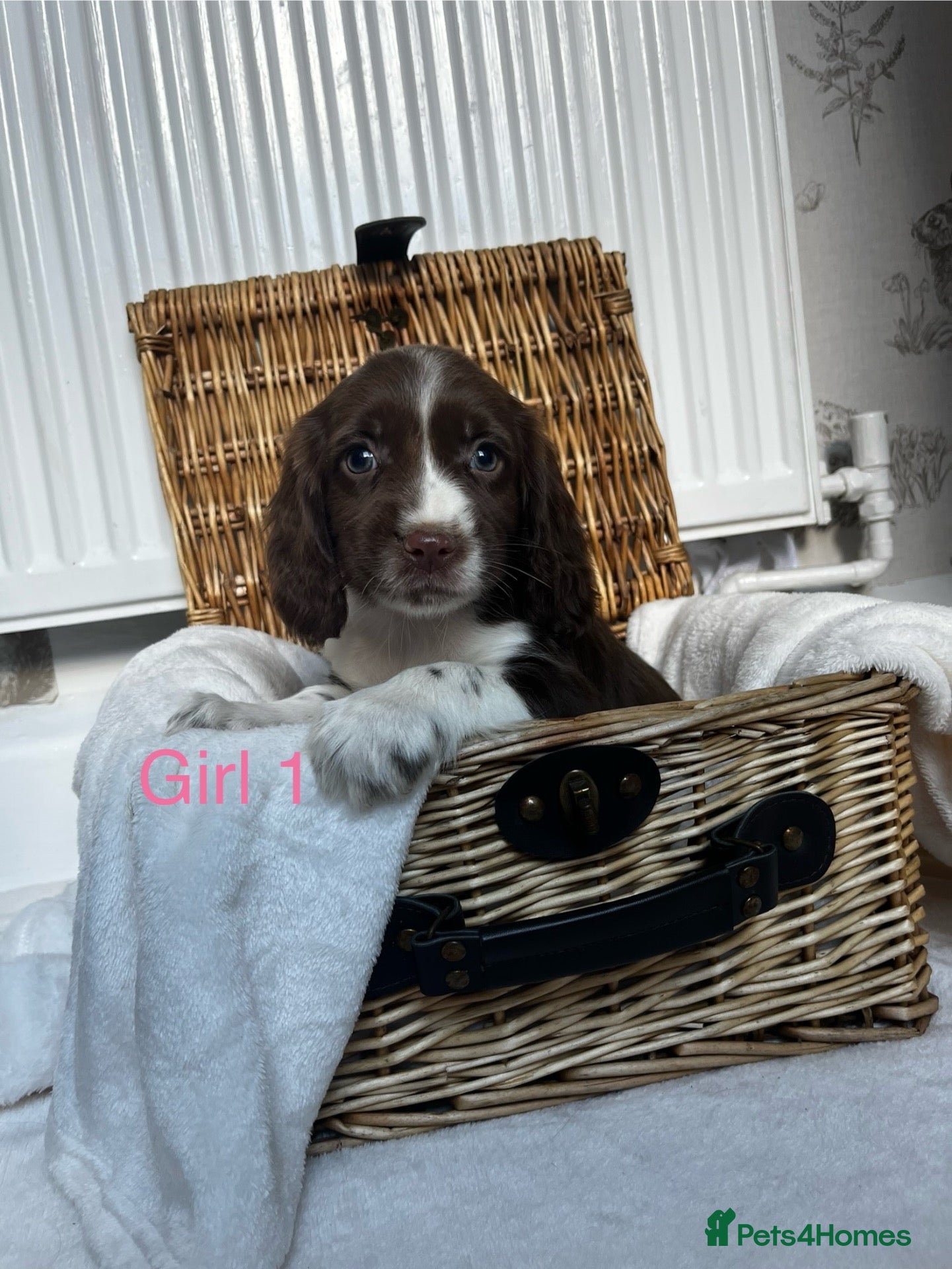 Cocker Spaniel dogs Cocker spaniel puppies - Advert 5