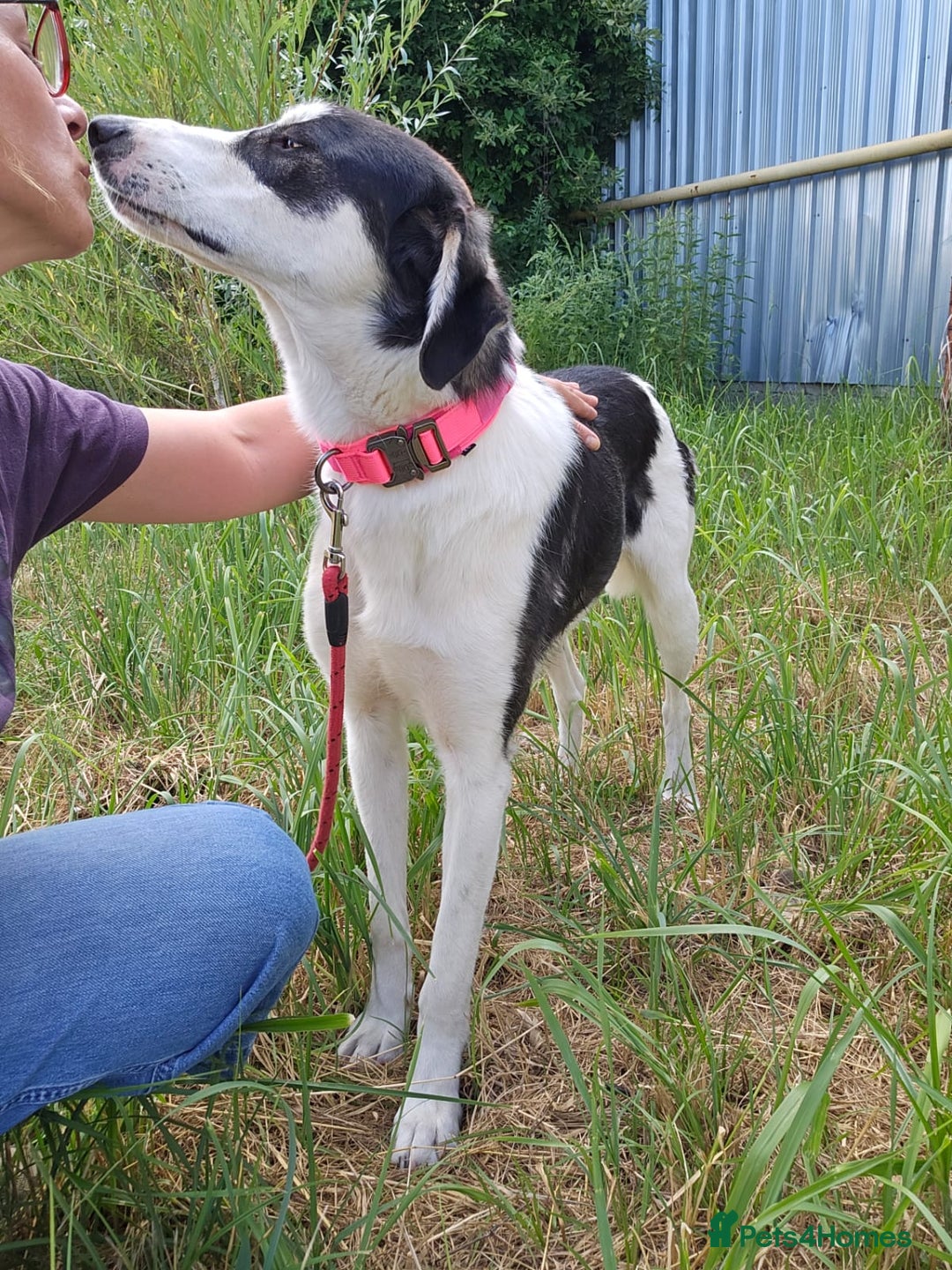 Mixed Breed dogs for adoption: OTIS - a Handsome and gentle boy for a Loving Home - Image 29