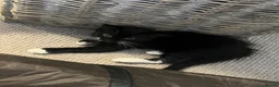 Mixed Breed cats for sale: LAST Kitten READY TO LEAVE - Advert 8