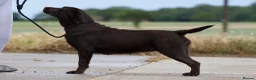 Labrador Retriever dogs for sale: Chocolate Stunning Female English Labrador 2yrs   - Advert 4