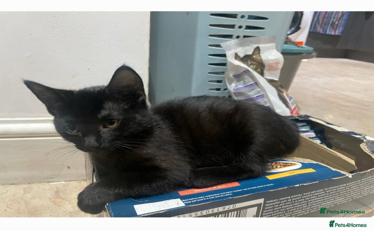 Mixed Breed cats - Advert 8