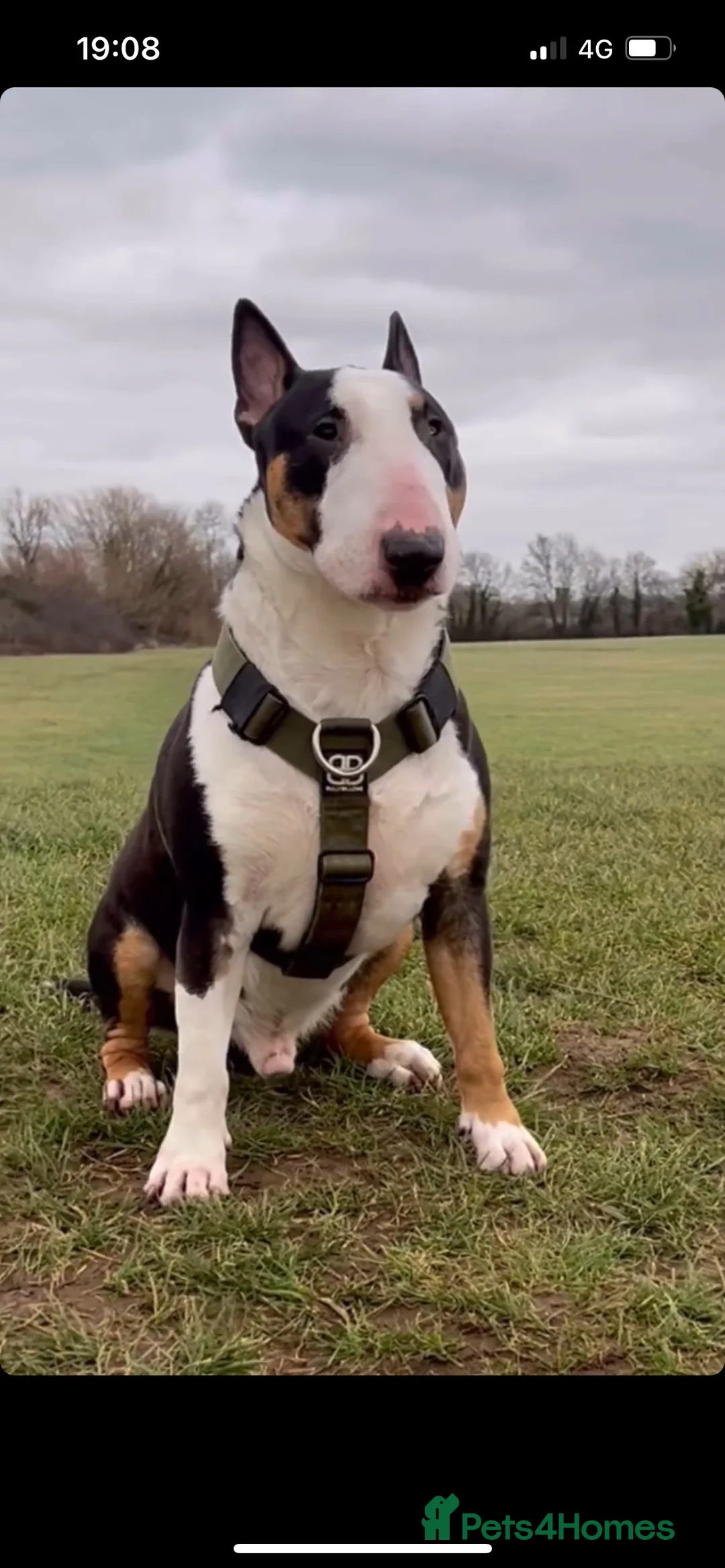 English Bull Terrier dogs for stud: FULL HEATH CHECKED QUALITY STUD 🥇 in Newport Pagnell - Advert 3