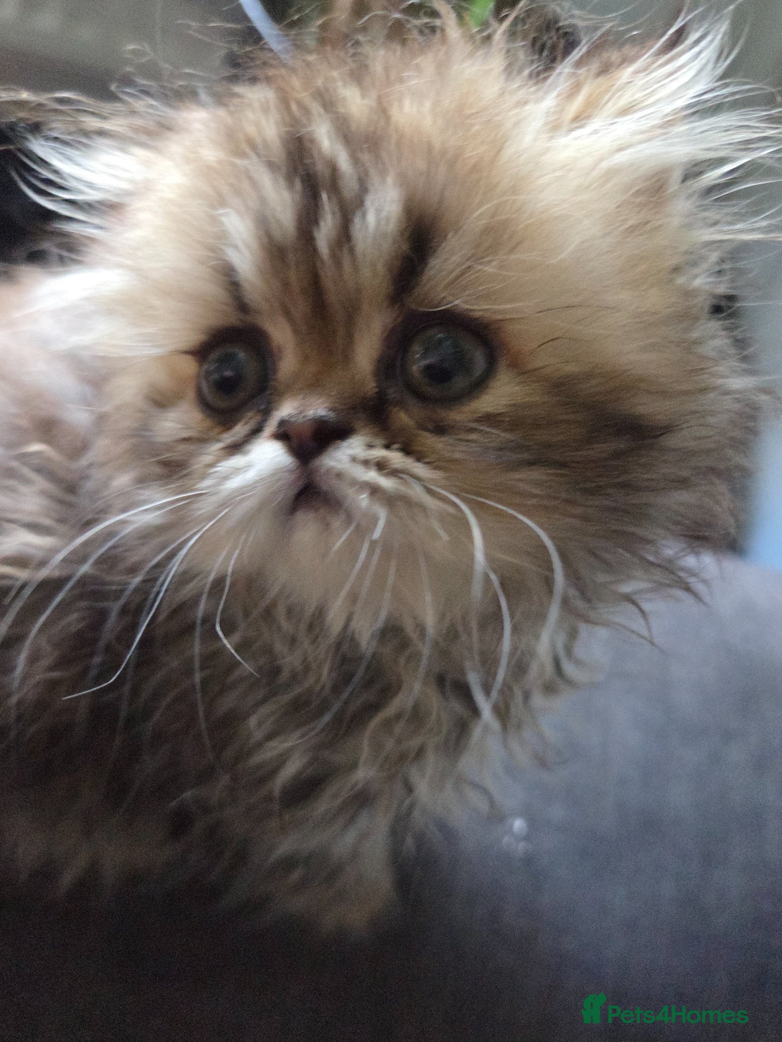Persian cats Two Beautiful Persian male kittens  - Advert 12