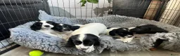English Springer Spaniel dogs for sale: Springer Spaniel  - Advert 3