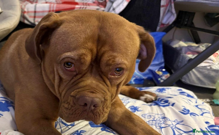 Dogue De Bordeaux dogs - Advert 5