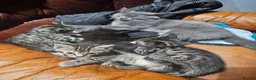 Mixed Breed cats for sale: Mixed kitten litter in Warrington - Advert 7