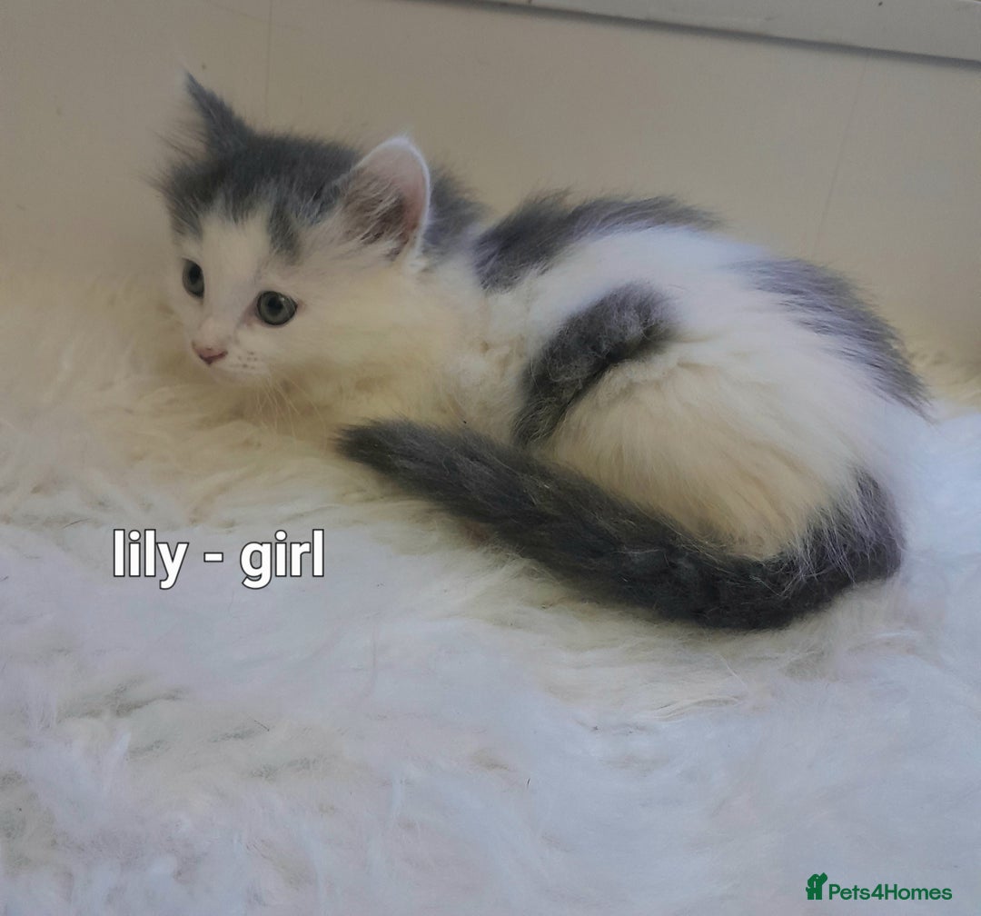 Siamese cats for sale: Bi colour blue and white kittens - Image 31