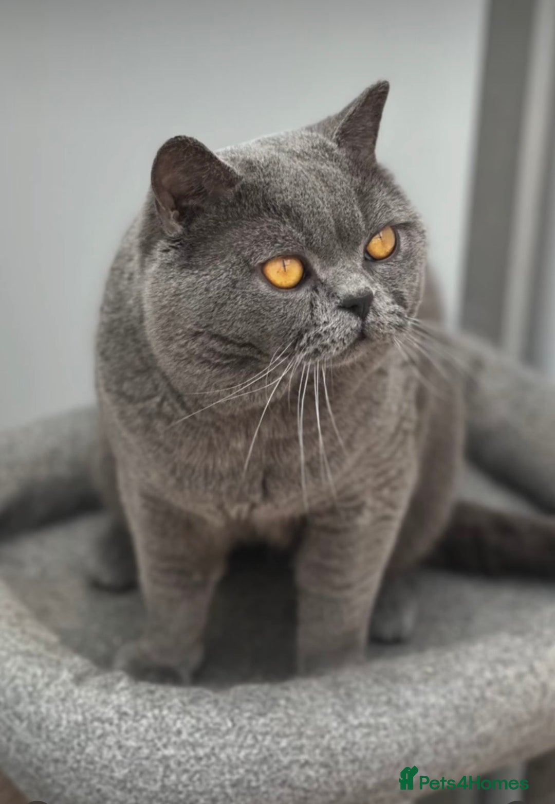 British Shorthair cats for stud: Champion Blue Boy, Kotoffski Lines FOR STUD - Advert 4
