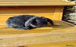 Mini Lop rabbits for sale: Mini plush lops - Image 11