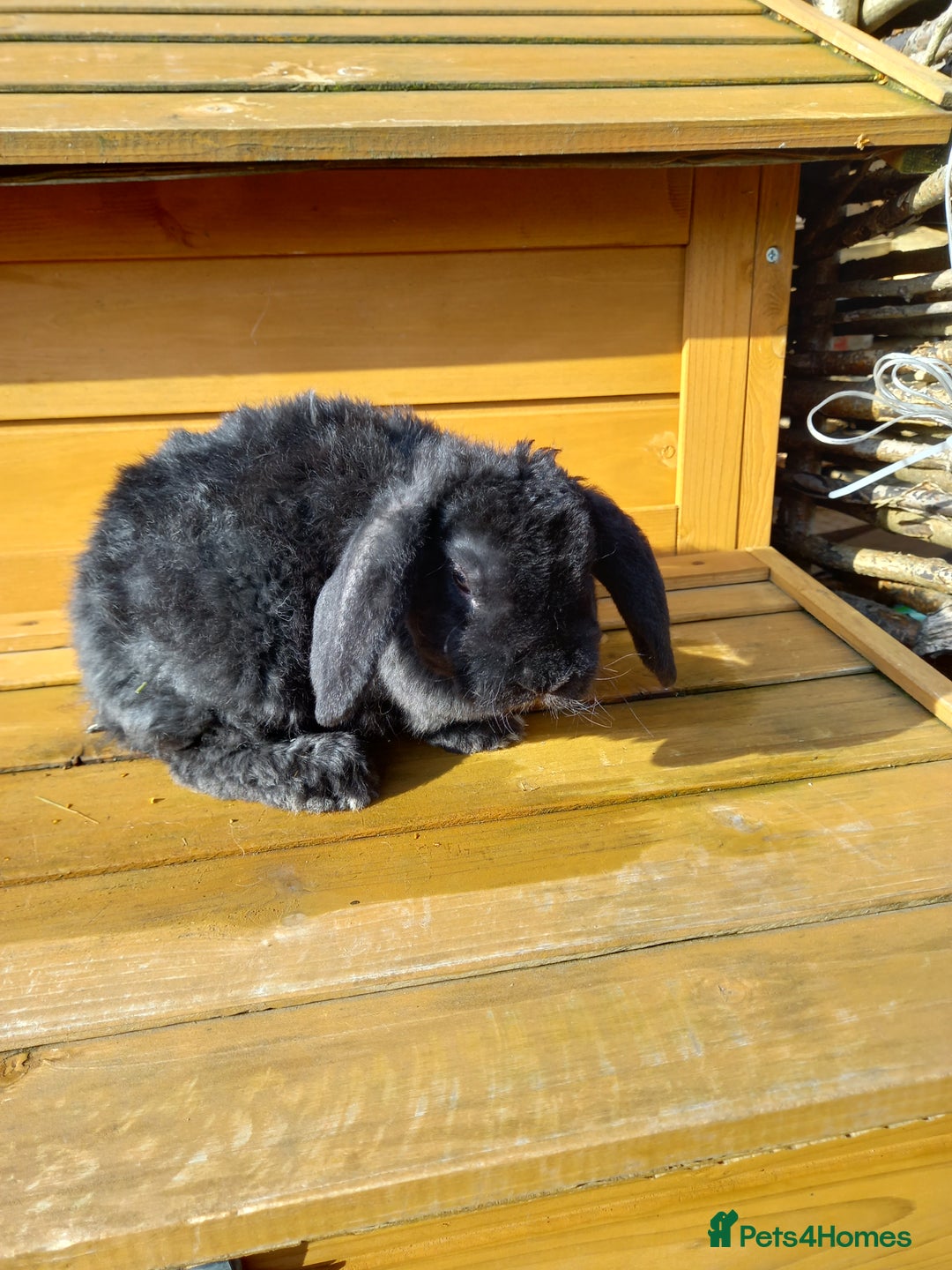 Mini Lop rabbits for sale: Mini plush lops - Image 11