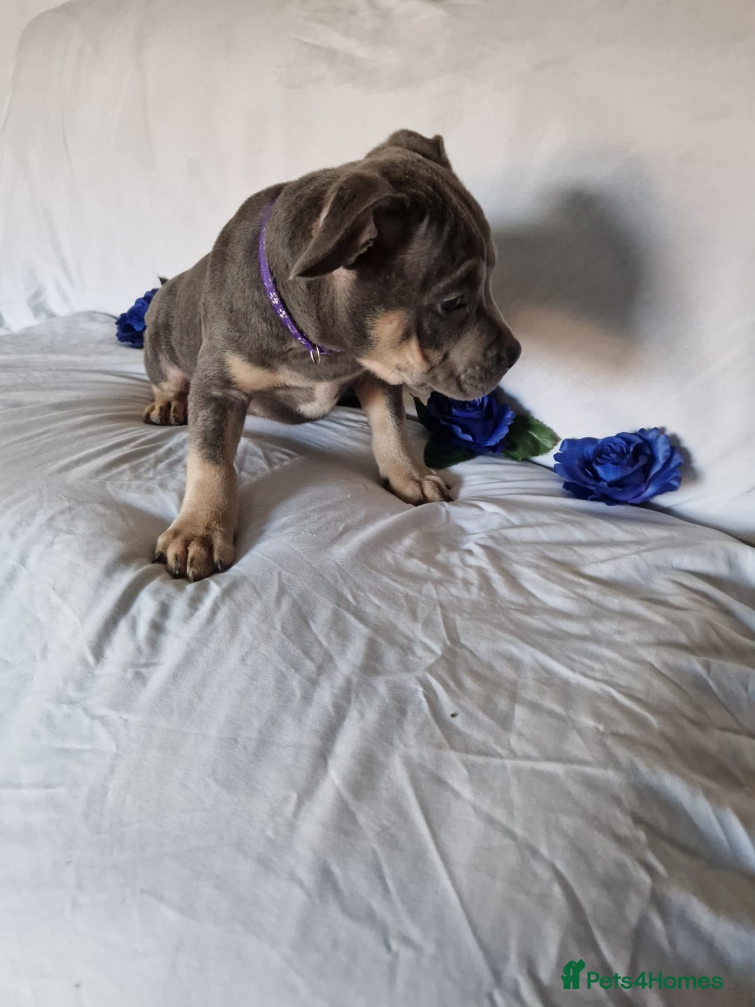 American Bully dogs for sale: Amazing 10 week old pocket bully Boy for sale  - Advert 3
