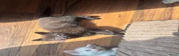Mixed Breed cats for sale: Got three beautiful kittens for sale  in Canvey Island - Advert 9