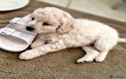 Mixed Breed dogs for sale: Maltipoo puppies All sold.  - Image 14