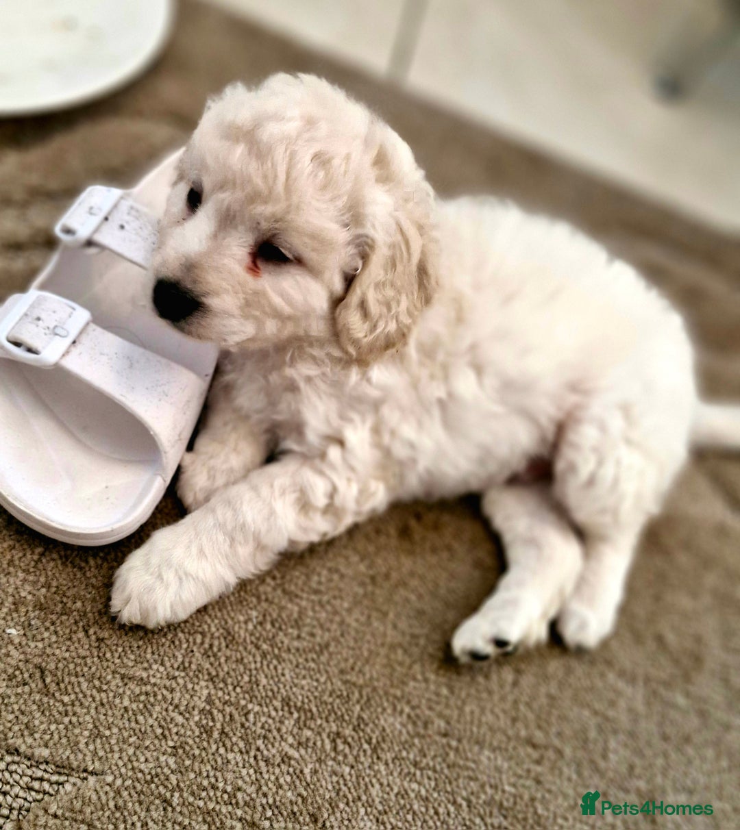 Mixed Breed dogs for sale: Maltipoo puppies All sold.  - Image 14