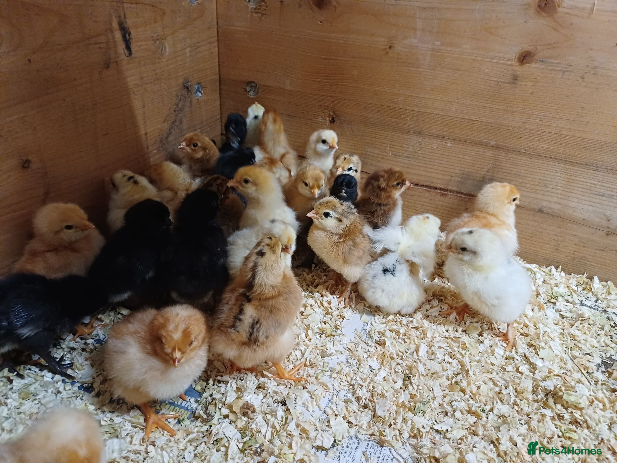 Chickens poultry Chicks for Sale Unsexed mixed breed - Advert 1