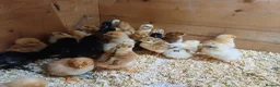 Chickens poultry for sale: Chicks for Sale Unsexed mixed breed in Crewe - Advert 1