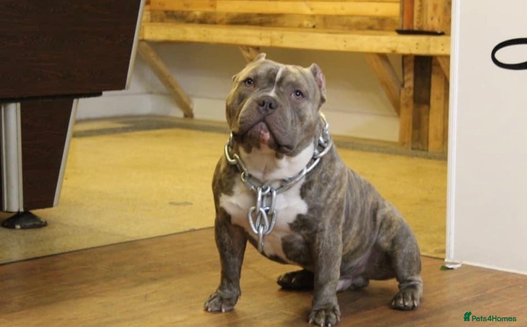 American Bully dogs for stud: Pocket bully stud 6x Dali  - Advert 3