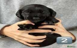 Mixed Breed dogs for sale: Outstanding sprollies pups for sale  - Image 17