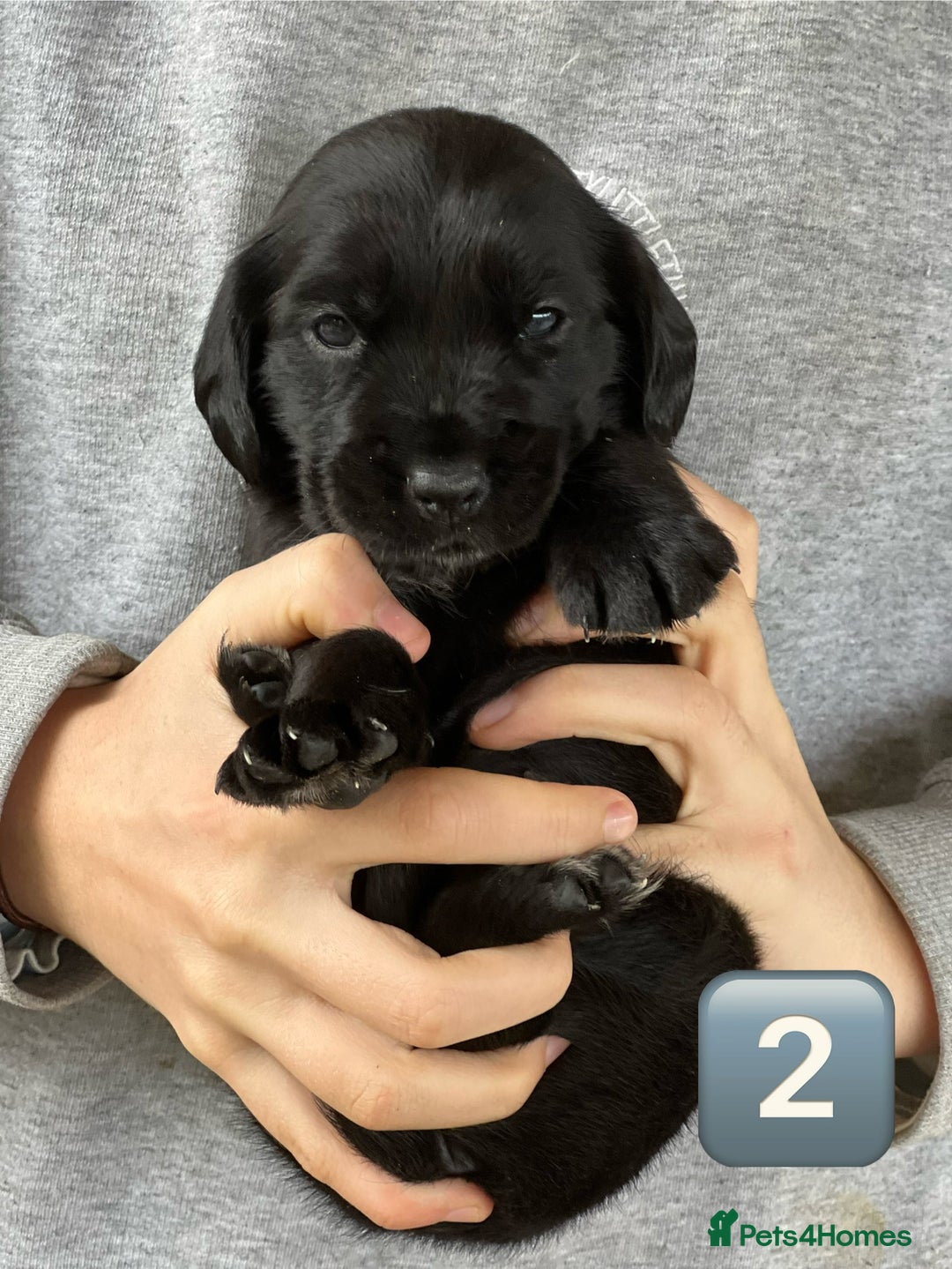 Mixed Breed dogs for sale: Outstanding sprollies pups for sale  - Image 17