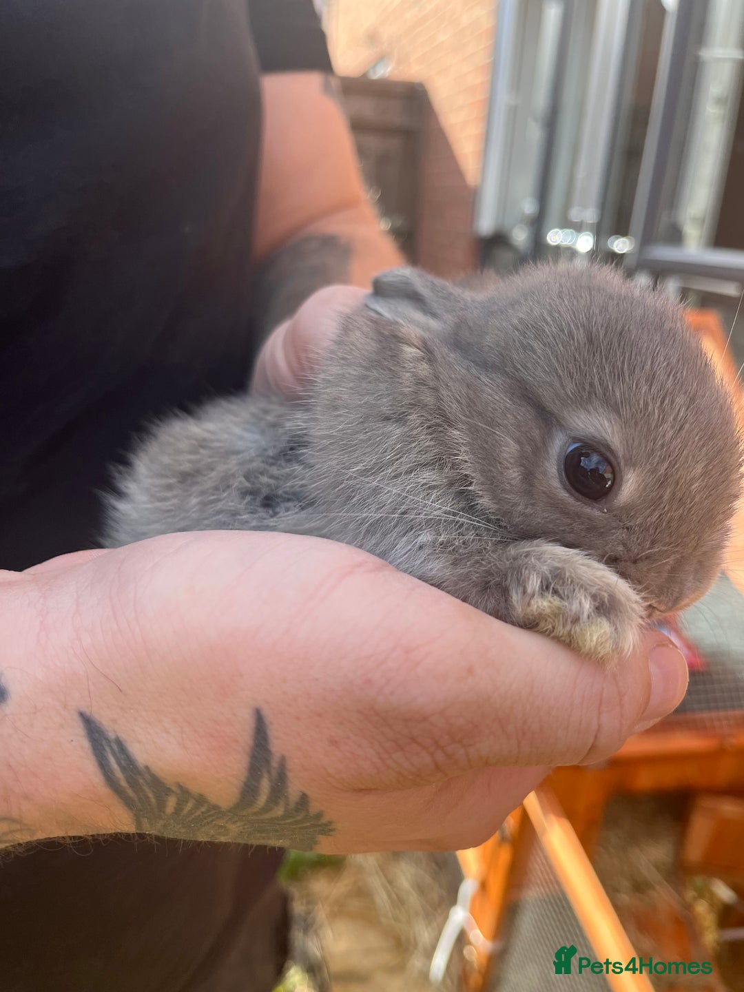 Mini Lop rabbits for sale: A Mix of Mini lop and Mini Lion Lop - Image 5
