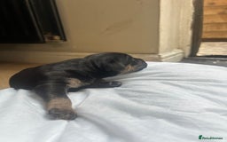 Mixed Breed dogs for sale: Doberman x cane corso  - Image 11