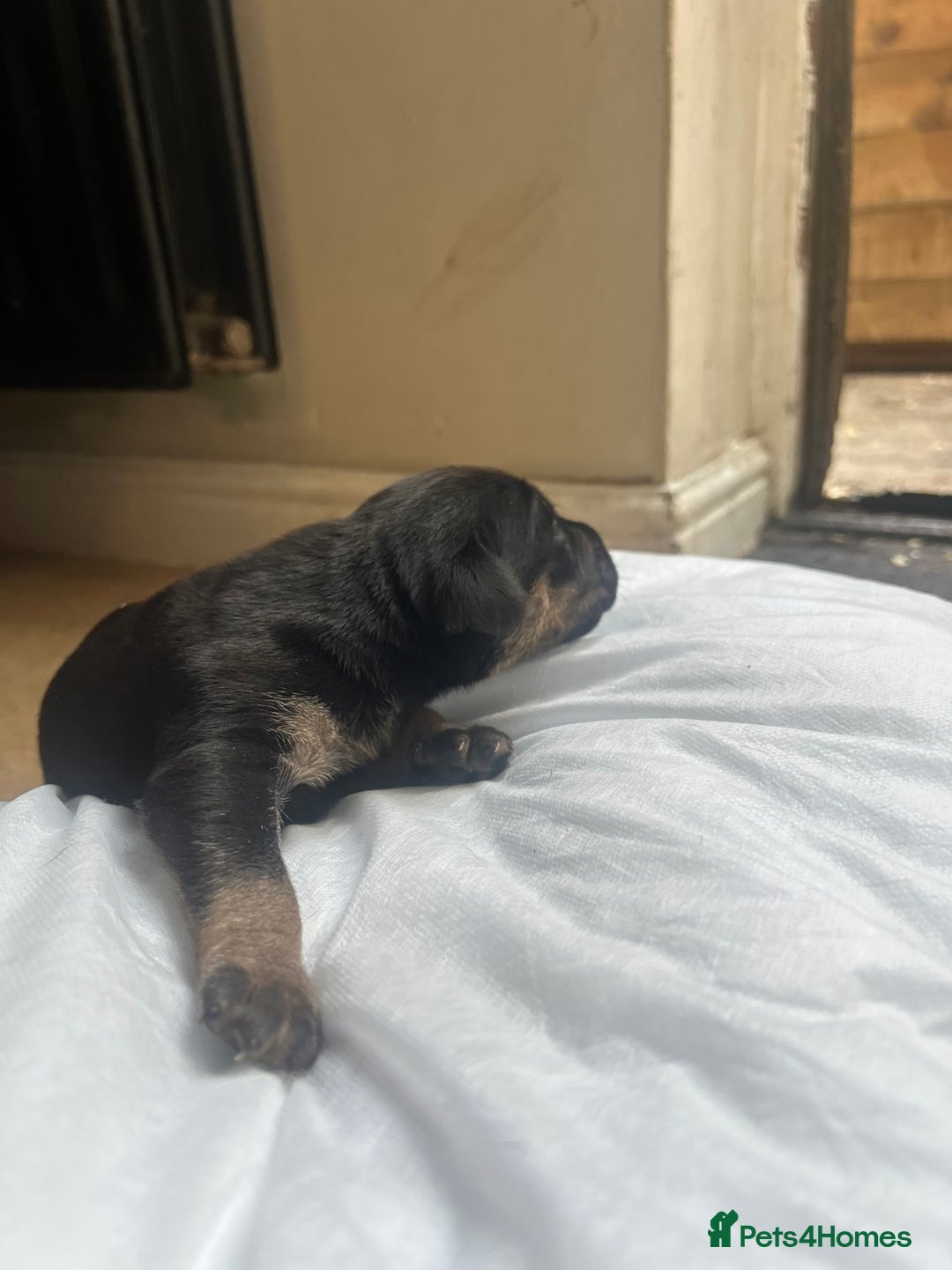 Mixed Breed dogs for sale: Doberman x cane corso  - Image 11