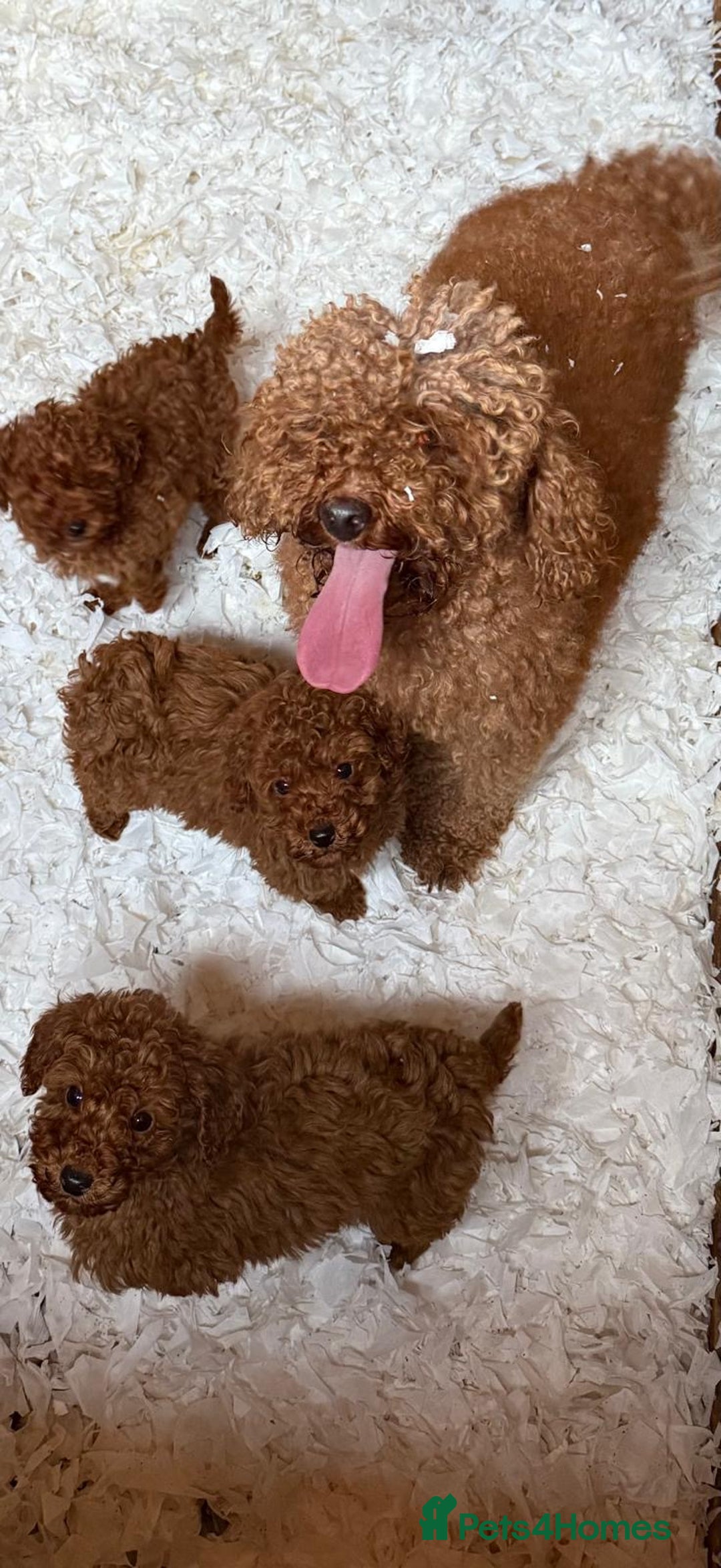 Maltipoo dogs for sale: Red coated maltipoos puppies for sale ♥️🐾 - Advert 3