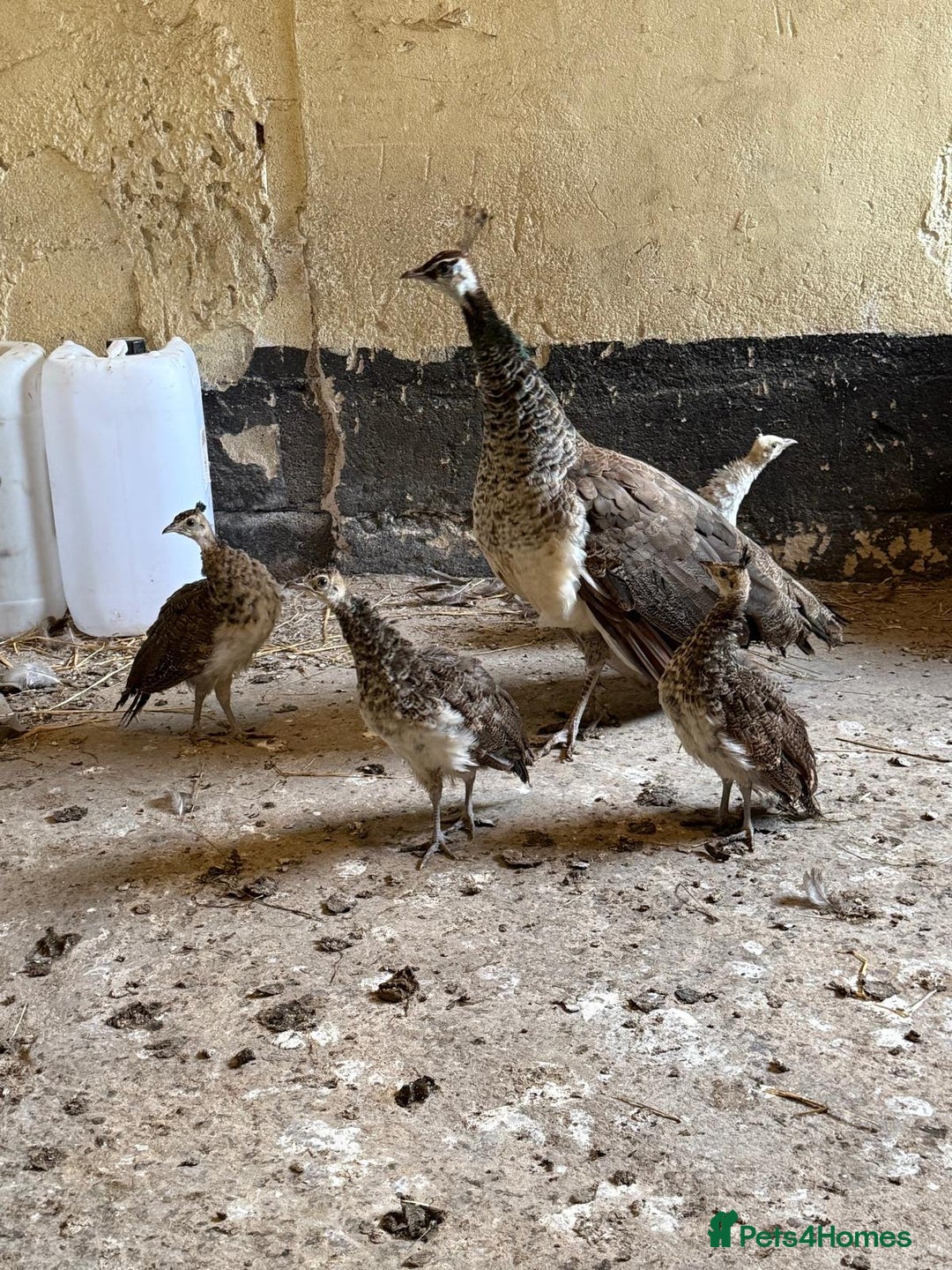 Peafowl poultry for sale: Mixed peafowl 10 weeks old  - Image 4