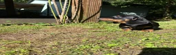 Miniature Dachshund dogs for sale: Miniature Dachshund Boy PRA Clear ready to go in Ammanford - Advert 3