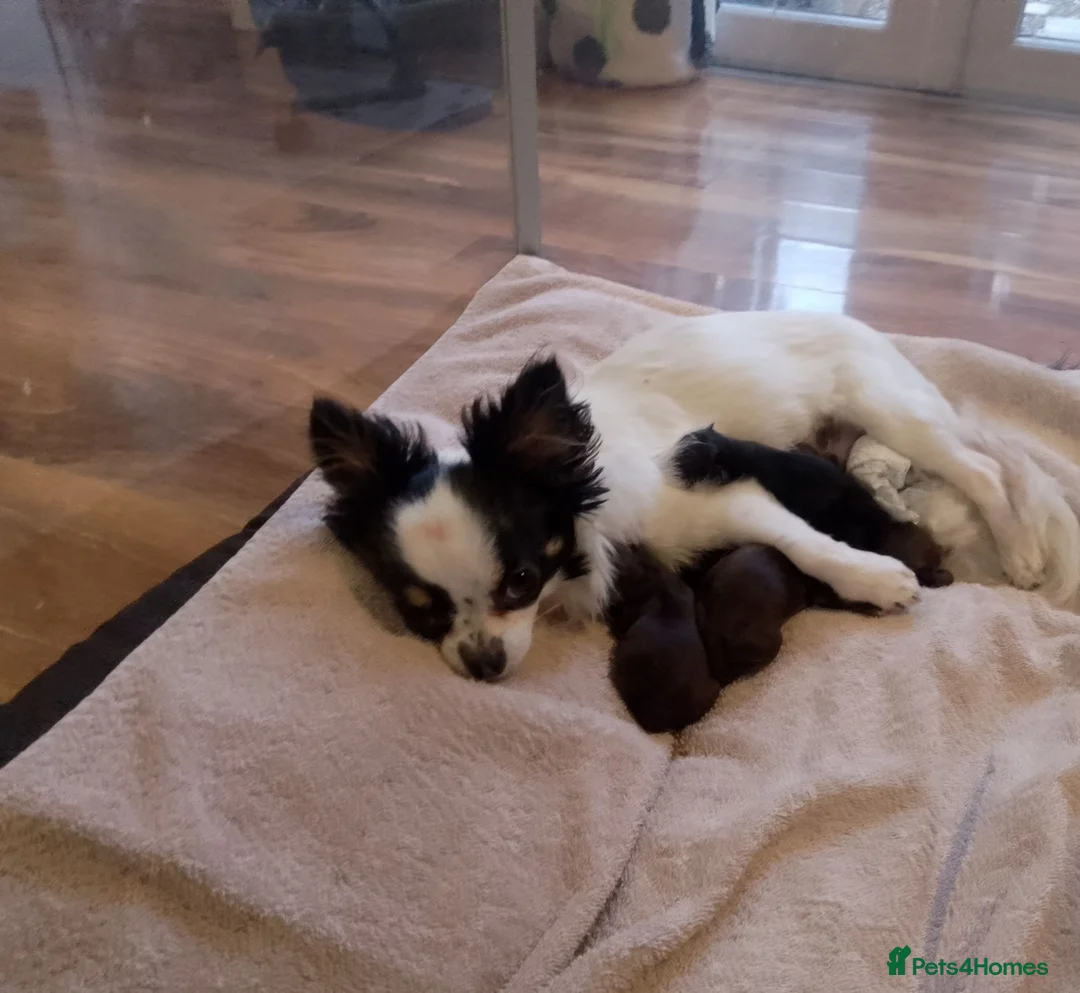 Chihuahua dogs for sale: KC longcoat Chihuahuas from Thai lines - Advert 2