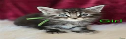Maine Coon cats for sale: 6 TICA registered Maine Coon kittens. - Advert 20