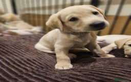 Labrador Retriever dogs for sale: Labrador Puppies for sale 24/10/25 onwards - Image 4