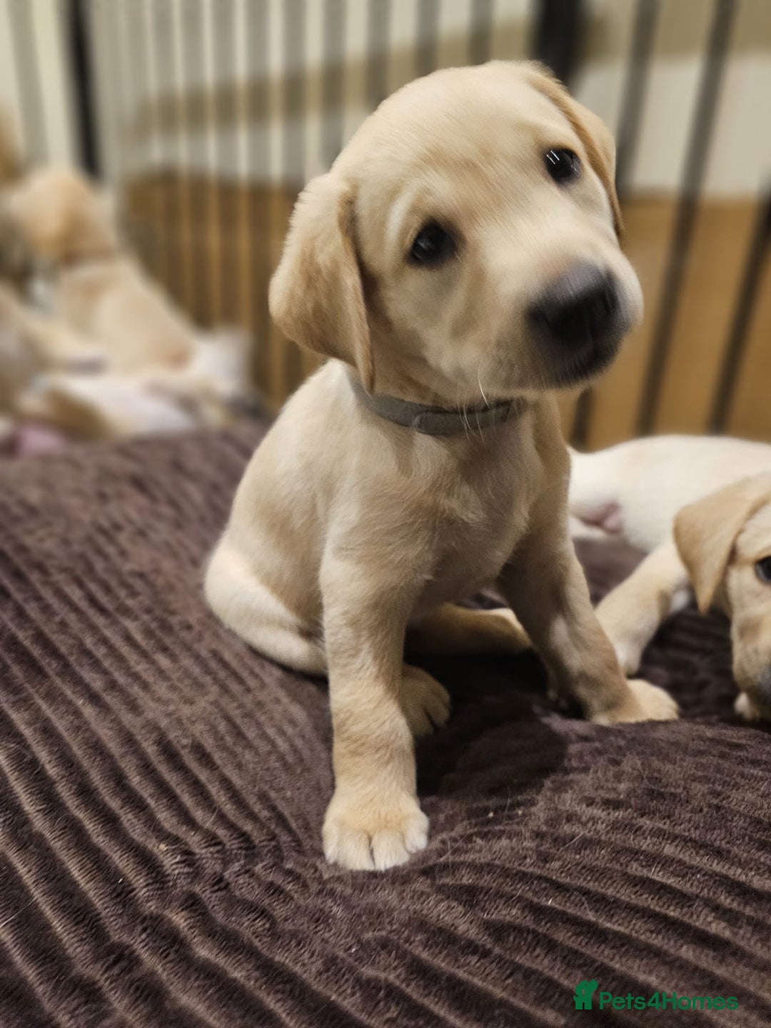 Labrador Retriever dogs for sale: Labrador Puppies for sale 24/10/25 onwards - Image 4