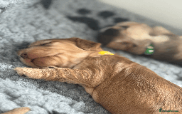 Cocker Spaniel dogs for sale: Cocker Spaniel Pups, KC, Health Tested, Champ Line - Image 20