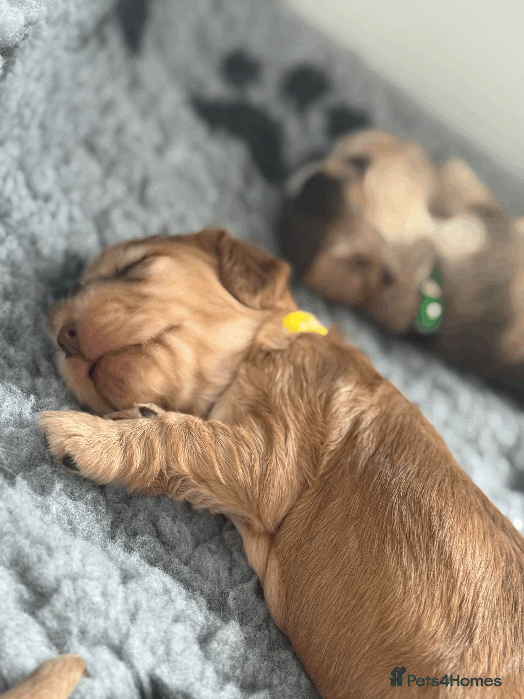 Cocker Spaniel dogs for sale: Cocker Spaniel Pups, KC, Health Tested, Champ Line - Image 20
