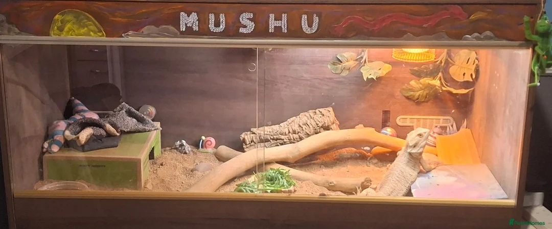 Bearded Dragon reptiles for sale: Mushu in Bath - Advert 2
