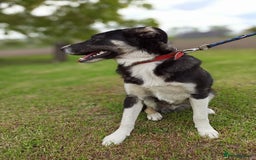 Mixed Breed dogs for adoption: 💙🐶 BENNY 🐶💙 - Image 21