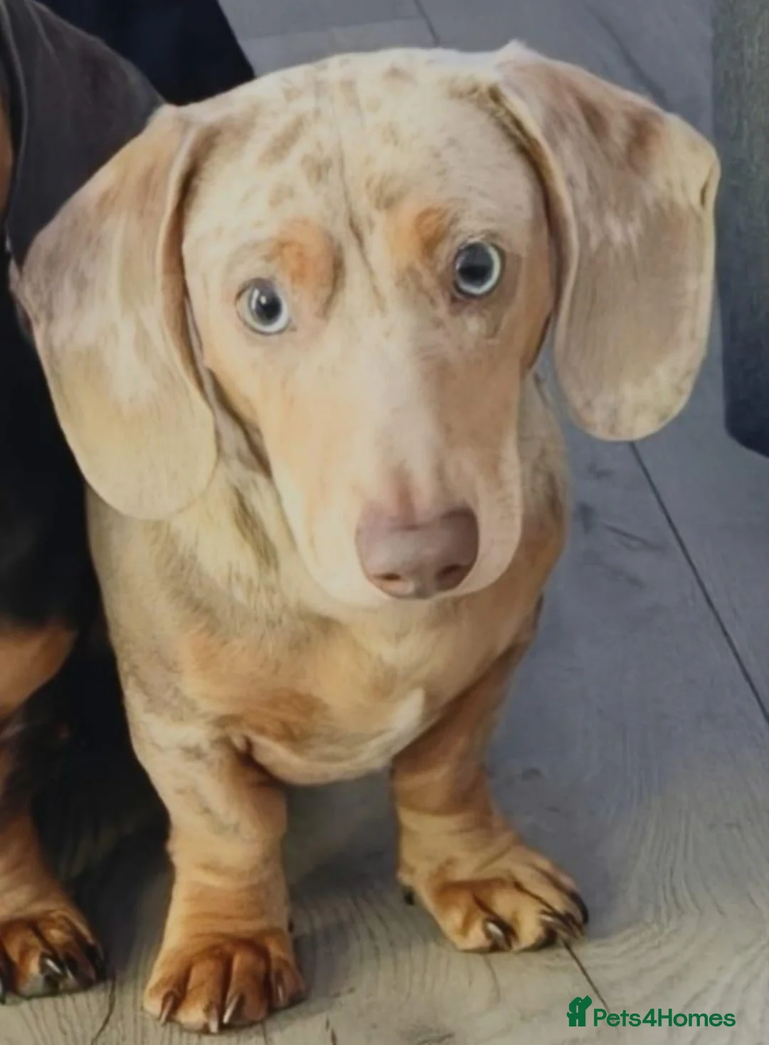 Miniature Dachshund dogs for stud: 6 generation KC stud - Advert 2