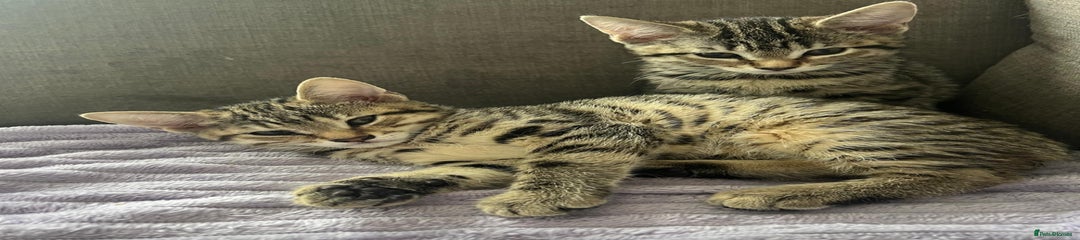 Bengal Kitten 3 girl 