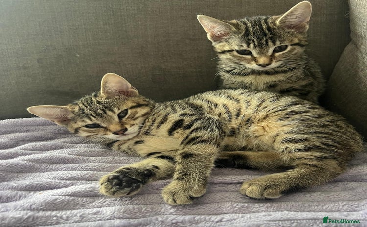 Bengal cats - Advert 1