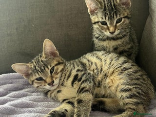 Bengal cats - Advert 11