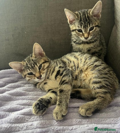Bengal cats - Advert 1