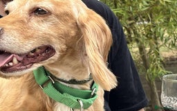 Cocker Spaniel dogs for adoption: Bob needs a loving home  - Advert 13