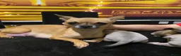 Chihuahua dogs for sale: Greyish adorable chihuahua puppies  - Advert 19