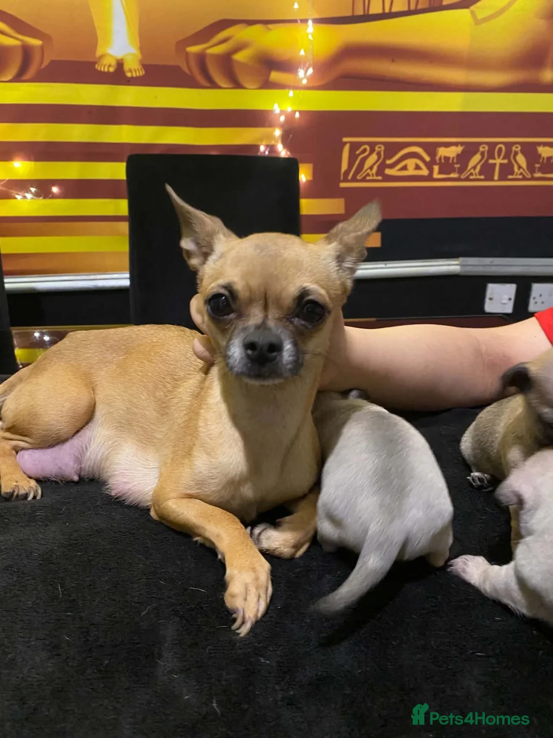 Chihuahua dogs for sale: Greyish adorable chihuahua puppies  - Advert 19